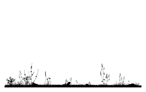 Schotterrasen
