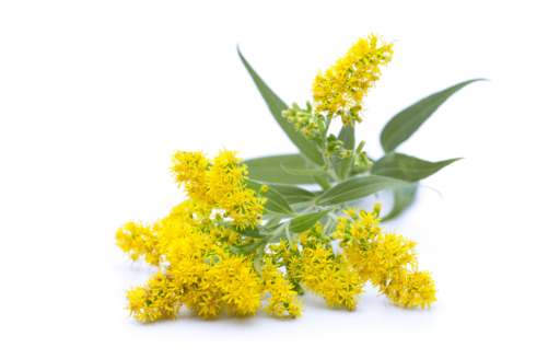 Invasive gebietsfremde Arten